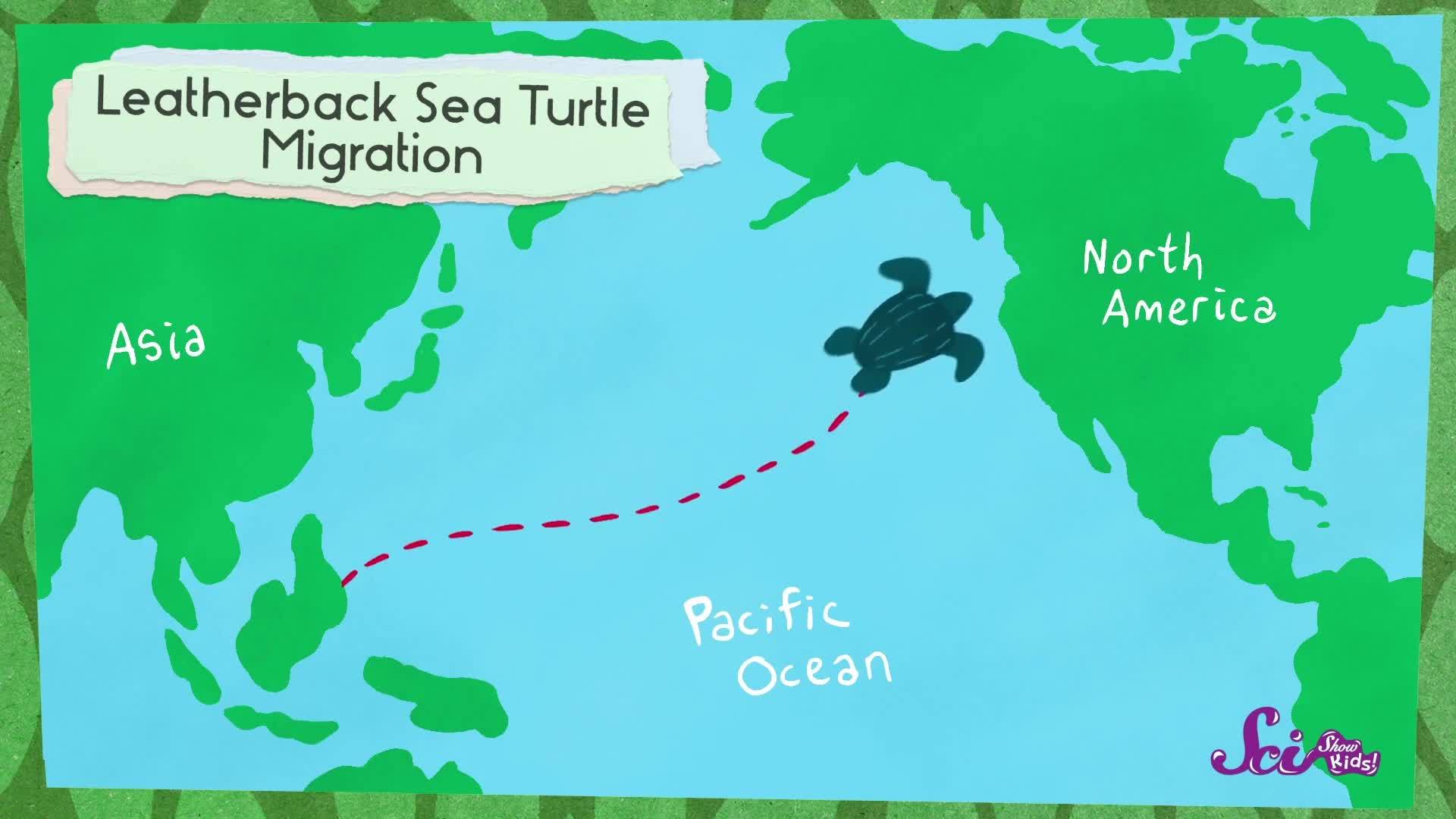 Turtle Travel Tips: How Magnets Can Help Us Navigate | Magnetoreception